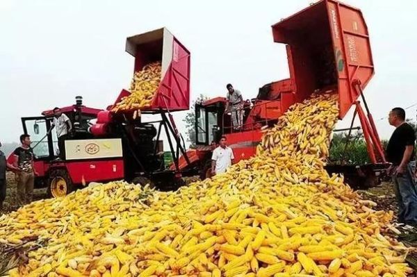 玉米销量什么时候恢复？（玉米价格受疫情影响吗）