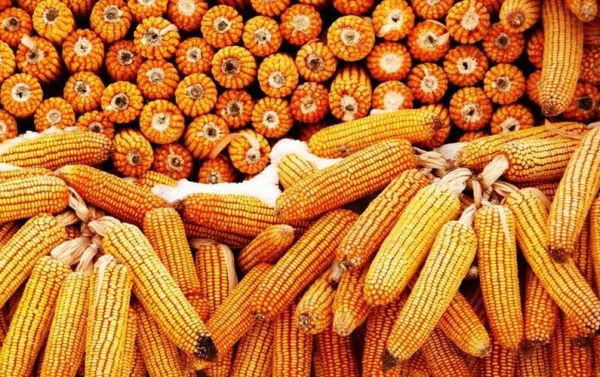 玉米销量什么时候恢复？（玉米价格受疫情影响吗）
